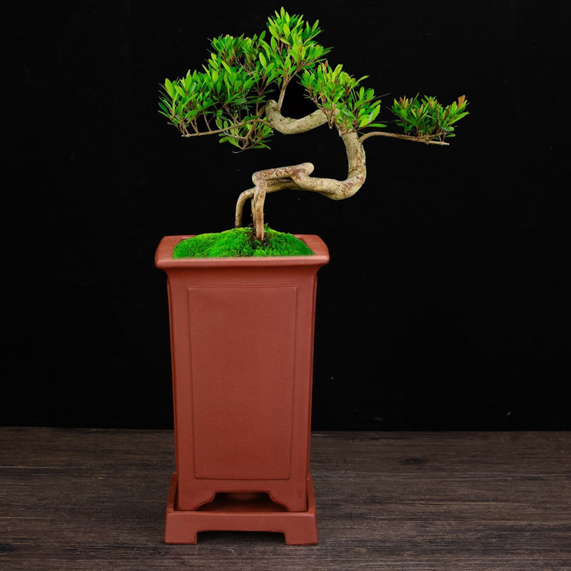 Handmade Purple Sand Planters From China Porous Stone Flower Vase