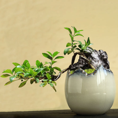 Pexlion Egg Shell Ceramic Pot Set  Colorful Home Gardening