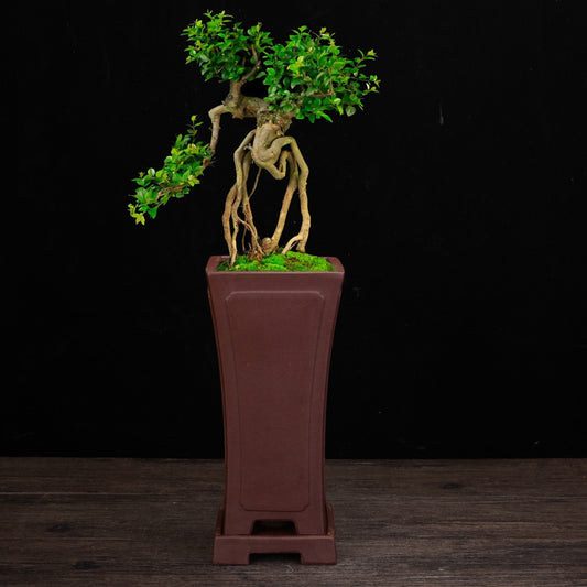 Handmade Purple Sand Planters From China  Porous Stone Flower Vase